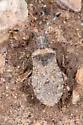 Scolopocerus granulosus - photo 4