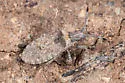 Scolopocerus granulosus - photo 5