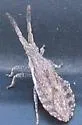 Scolopocerus secundarius