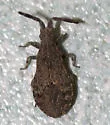 Scolopocerus secundarius - photo 2