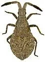 Scolopocerus secundarius - photo 3