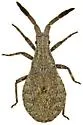Scolopocerus secundarius - photo 4