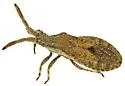 Scolopocerus secundarius - photo 5