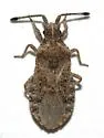 Scolopocerus uhleri