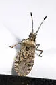 Scolopocerus uhleri - photo 2