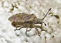 Scolopocerus uhleri - photo 4