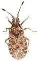 Scolopocerus uhleri - photo 5