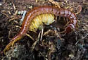 Scolopocryptops gracilis