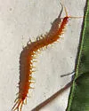 Scolopocryptops gracilis - photo 2