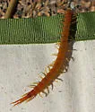 Scolopocryptops gracilis - photo 3