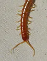 Scolopocryptops gracilis - photo 4