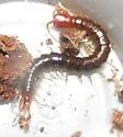 Scolopocryptops nigridius