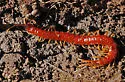 Scolopocryptops rubiginosus - photo 2