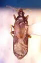 Scoloposcelis flavicornis