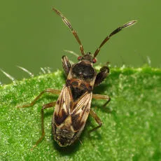 Scolopostethus affinis