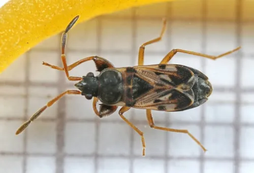 Scolopostethus affinis - photo 2