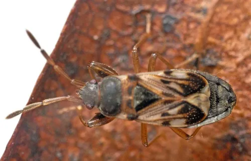 Scolopostethus affinis - photo 3