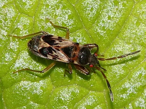Scolopostethus affinis - photo 4