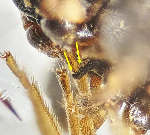 Scolopostethus affinis - photo 5