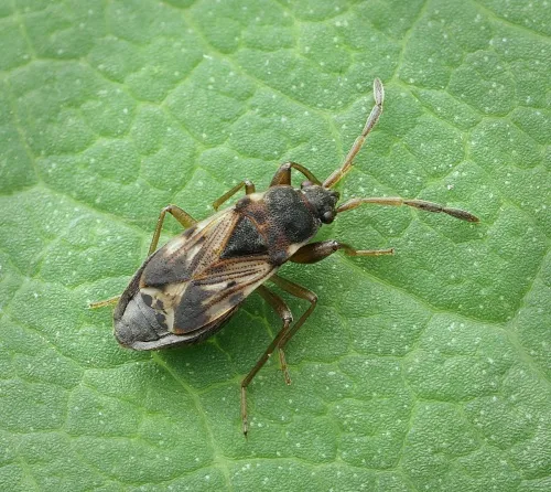 Scolopostethus affinis - photo 7