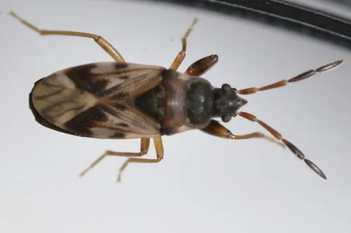 Scolopostethus affinis - photo 8