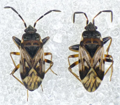 Scolopostethus decoratus - photo 2