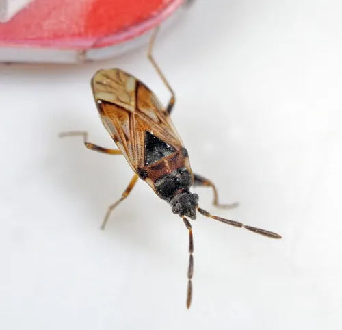 Scolopostethus decoratus - photo 3