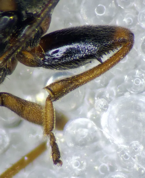 Scolopostethus decoratus - photo 4