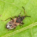 Scolopostethus diffidens - Scolopostethus diffidens