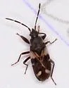 Scolopostethus diffidens - photo 2