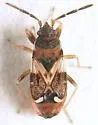 Scolopostethus diffidens - photo 3