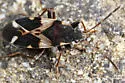 Scolopostethus diffidens - photo 4