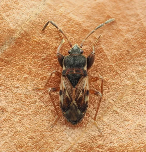 Scolopostethus grandis