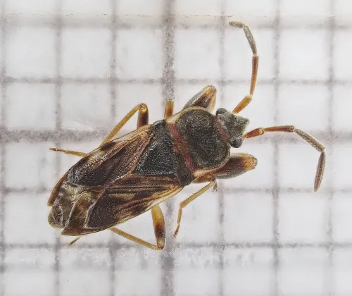 Scolopostethus grandis - photo 2