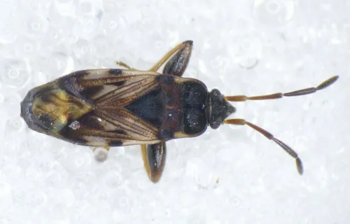 Scolopostethus grandis - photo 3