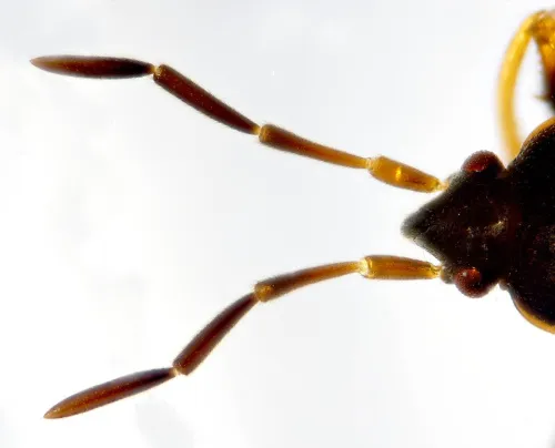 Scolopostethus grandis - photo 6