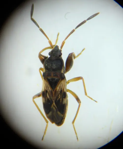 Scolopostethus grandis - photo 7