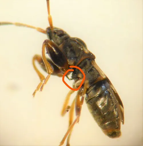 Scolopostethus grandis - photo 8