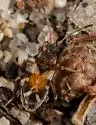 Scolopostethus pacificus - photo 2
