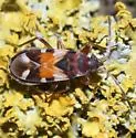 Scolopostethus pacificus - photo 3