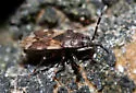 Scolopostethus pacificus - photo 4