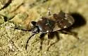 Scolopostethus pacificus - photo 5