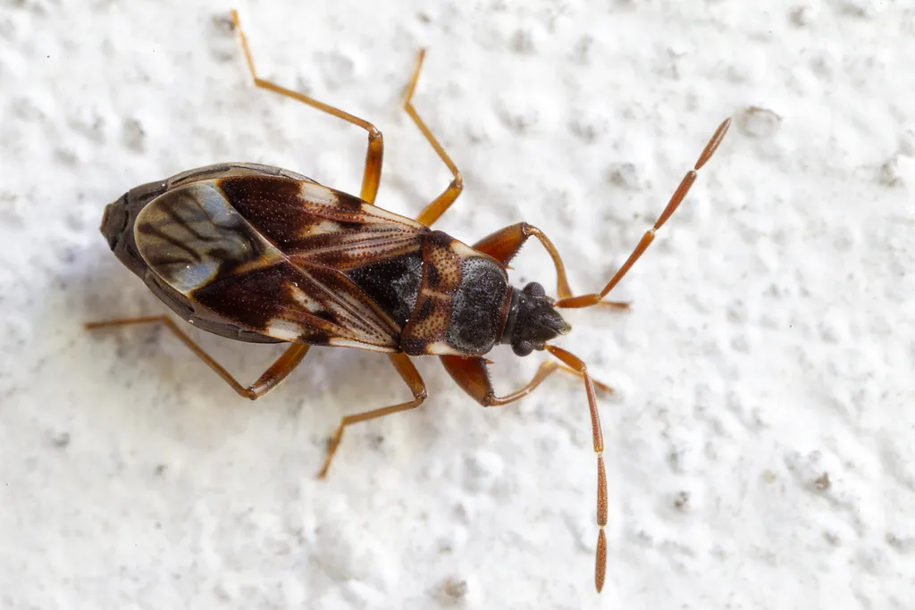 Scolopostethus pictus - photo 2