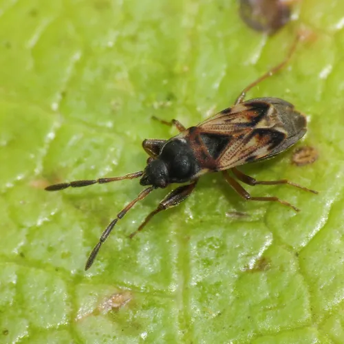 Scolopostethus thomsoni