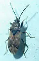 Scolopostethus tropicus - photo 2