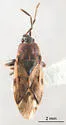 Scolopostethus tropicus - photo 4