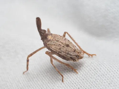 Scolops abnormis