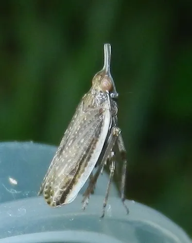 Scolops angustatus
