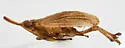 Scolops austrinus
