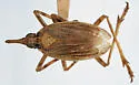 Scolops austrinus - photo 2